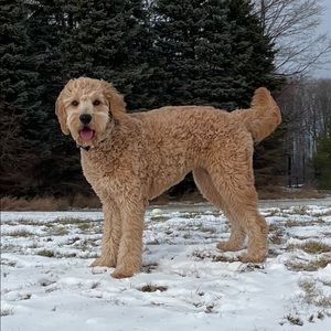 Meet your Posher, Brent